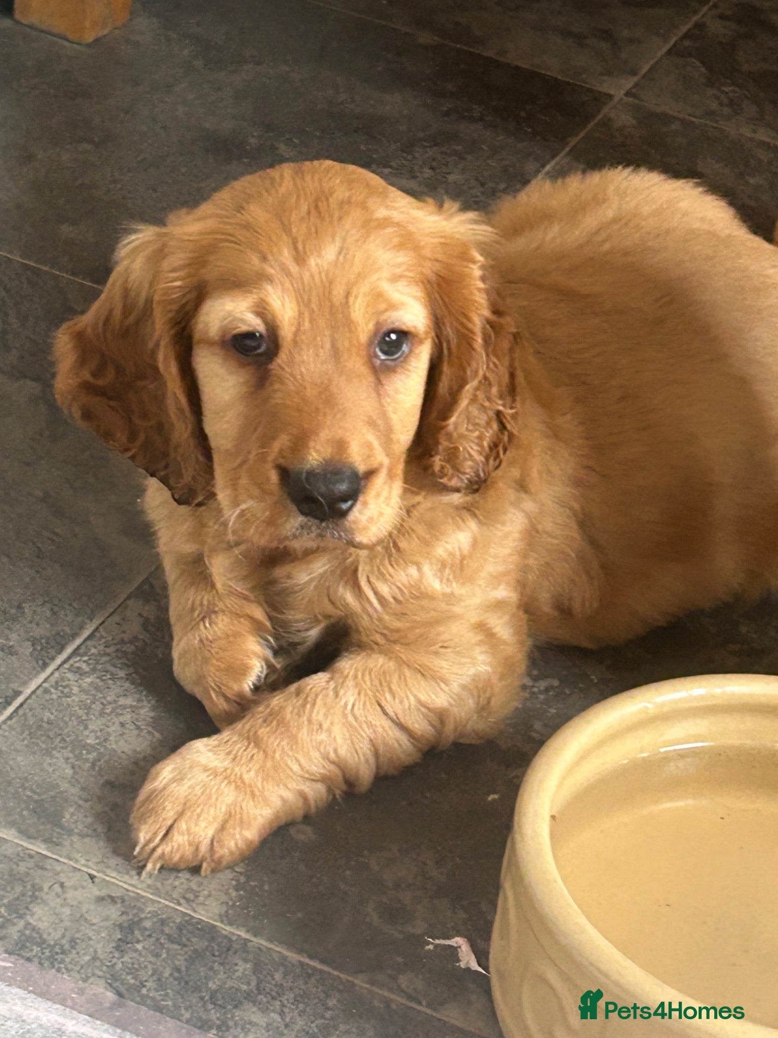Cockapoo dogs red beautiful boy cockapoo puppy  - Advert 9