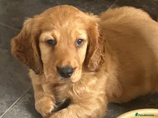 Cockapoo dogs red beautiful boy cockapoo puppy - Advert 1