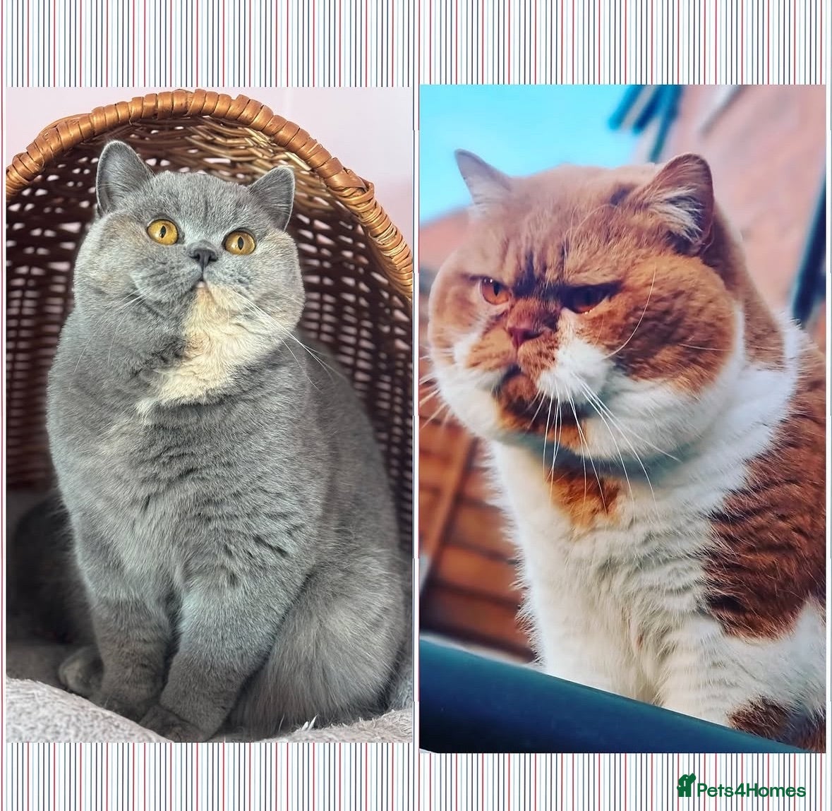 British Shorthair cats TICA CH Parents beautiful BSH boys ( November) - Advert 4