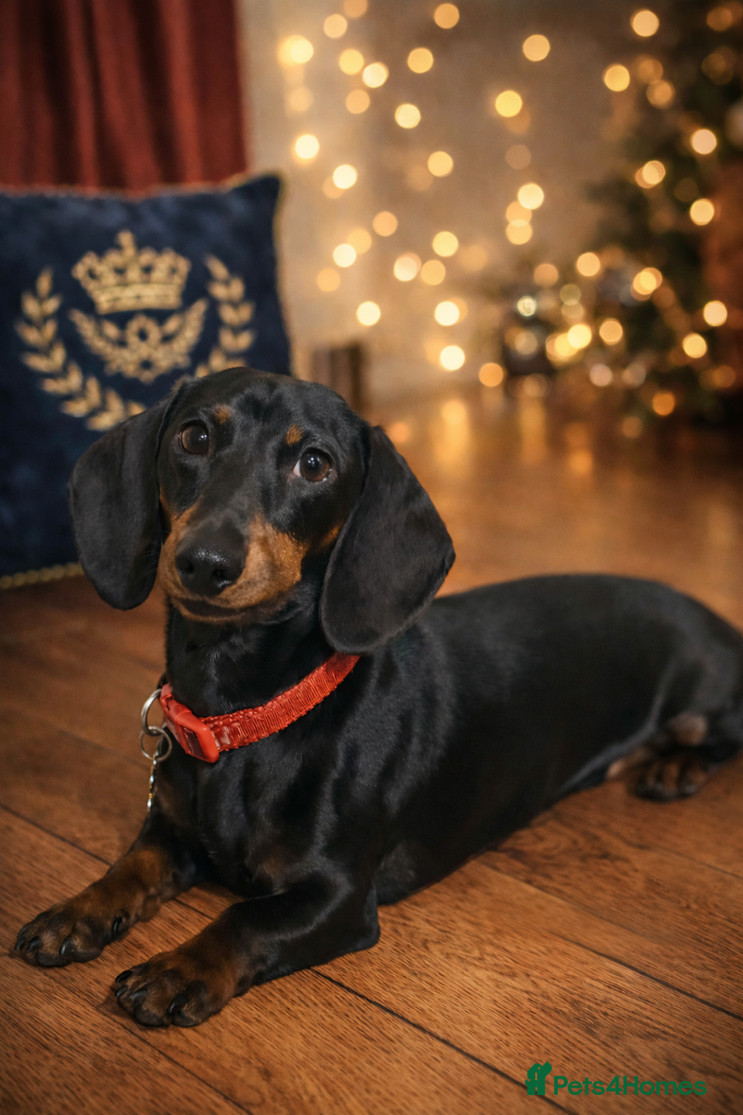 Miniature Dachshund dogs for stud: Healthy Black & Tan Miniature Dachshund for Stud - Advert 1