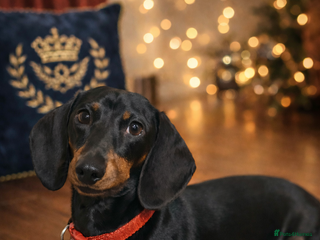 Miniature Dachshund dogs Healthy Black & Tan Miniature Dachshund for Stud - Advert 2