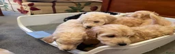 Cockapoo dogs for sale: 6 Cokapoo puppies in Glasgow - Advert 5