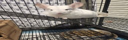 Chinchilla rodents for sale: ❄️Beautiful Pink White Chinchilla with Red Eyes❄️ - Advert 1