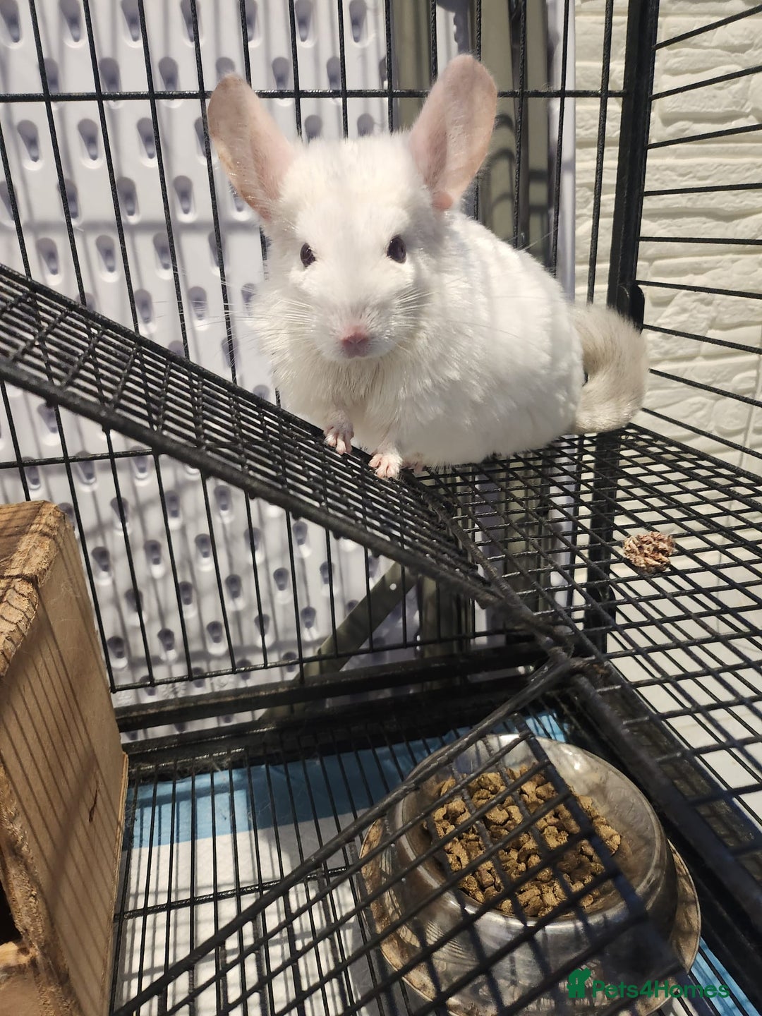 Chinchilla rodents for sale: ❄️Beautiful Pink White Chinchilla with Red Eyes❄️ - Advert 1
