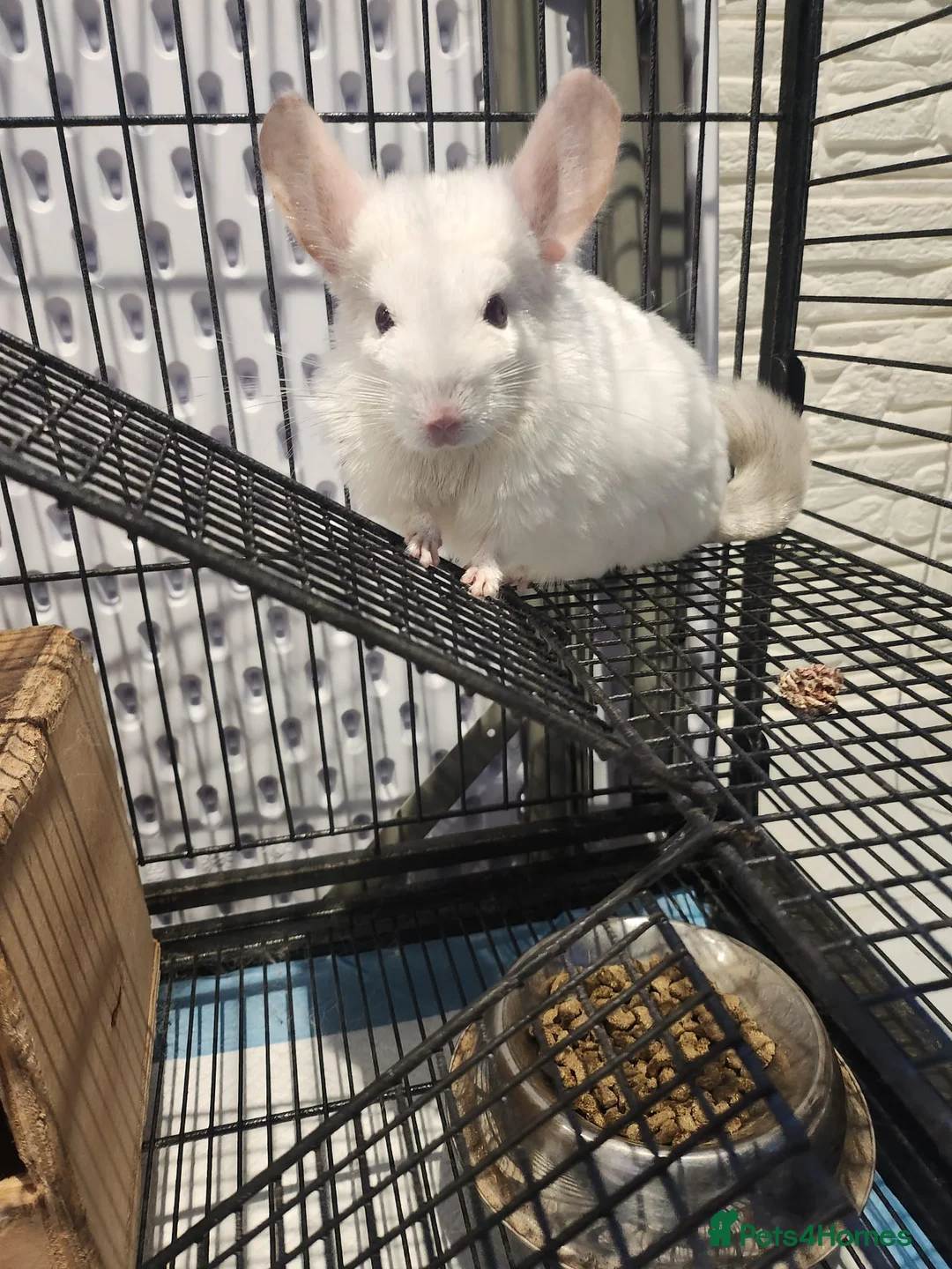 Chinchilla rodents for sale: ❄️Beautiful Pink White Chinchilla with Red Eyes❄️ - Advert 1