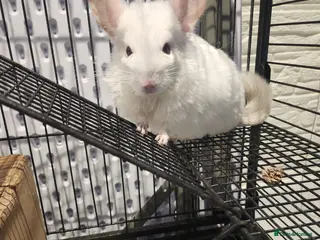 Chinchilla rodents ❄️Beautiful Pink White Chinchilla with Red Eyes❄️ - Advert 10