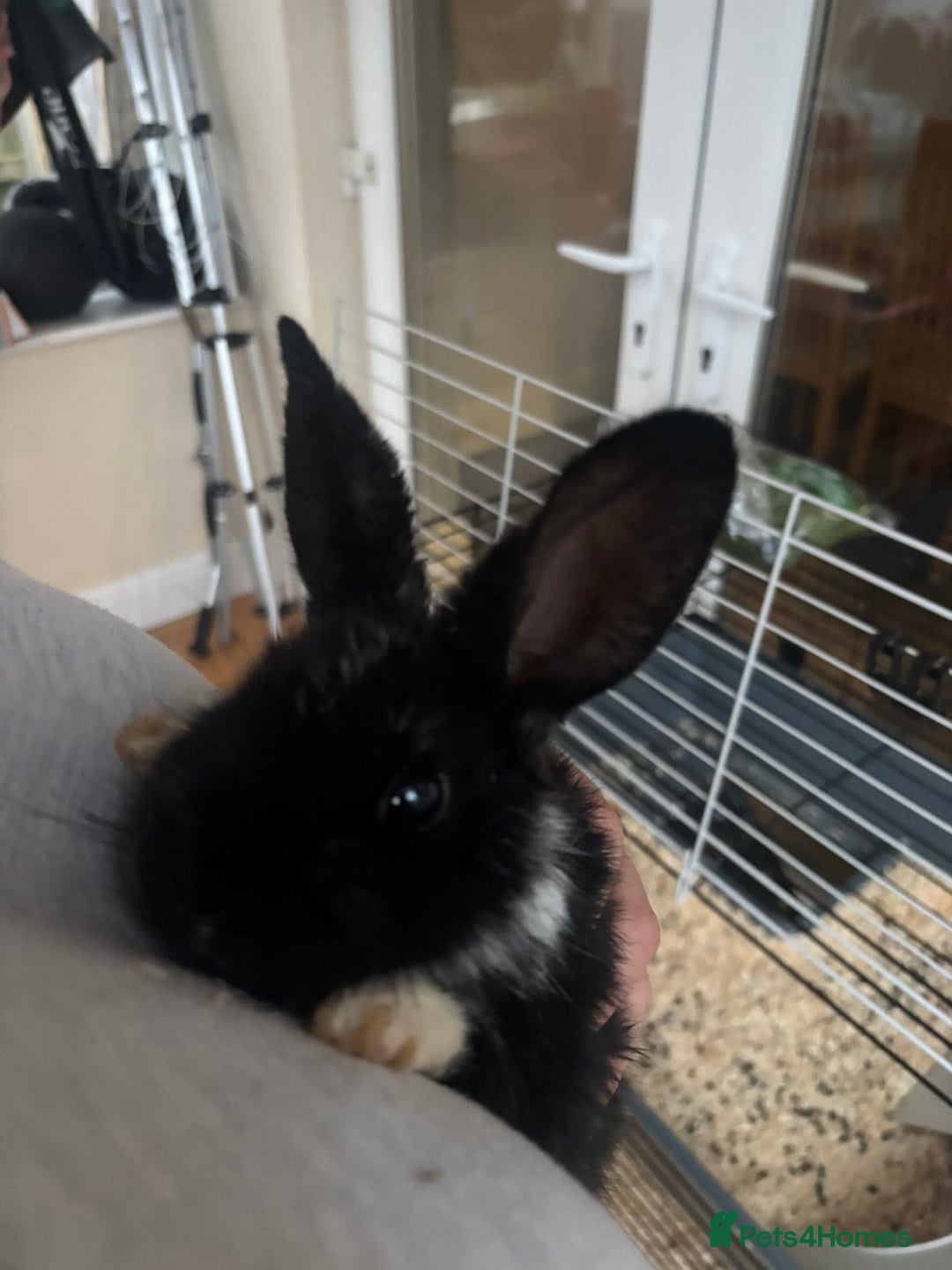 Rex rabbits for sale: Baby Rabbits for sale  - Advert 4