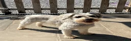 Miniature Schnauzer dogs for sale: Miniature schnauzer adult female  - Advert 6