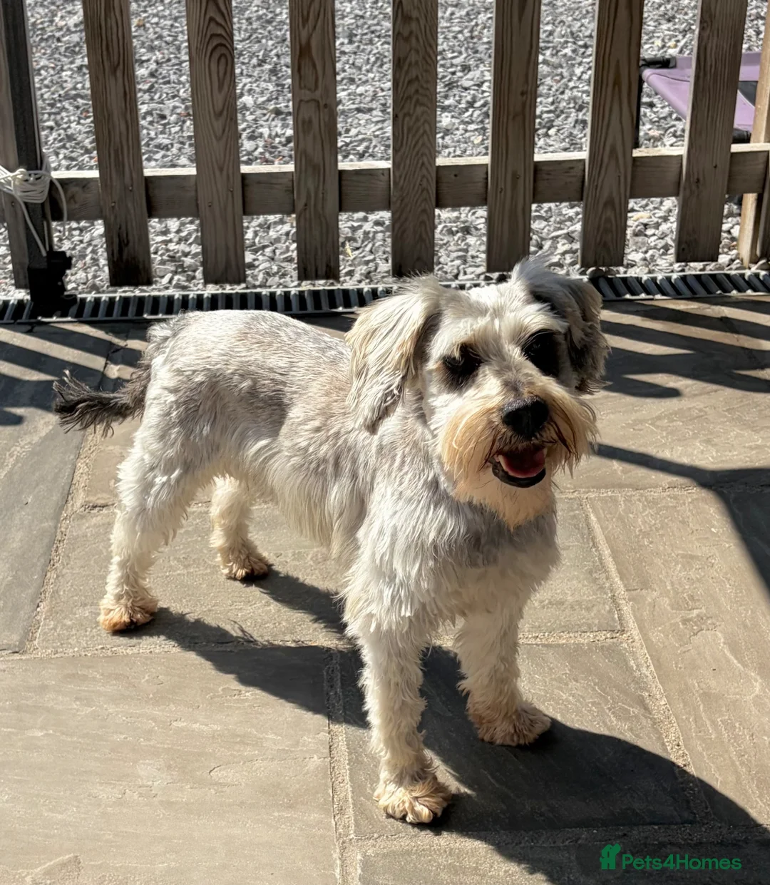 Miniature Schnauzer dogs for sale: Miniature schnauzer adult female  - Advert 6