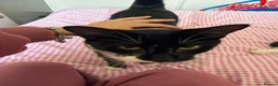 Mixed Breed cats for sale: 2 black&white male kittens ready to go - Advert 1