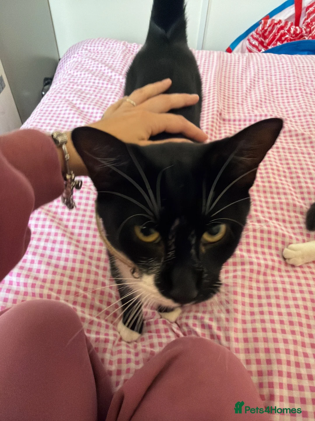 Mixed Breed cats for sale: 2 black&white male kittens ready to go - Advert 1