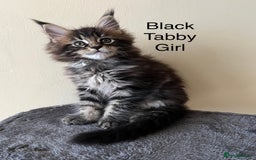 Maine Coon cats for sale: Pure Bred Maine Coon Kittens - Image 1