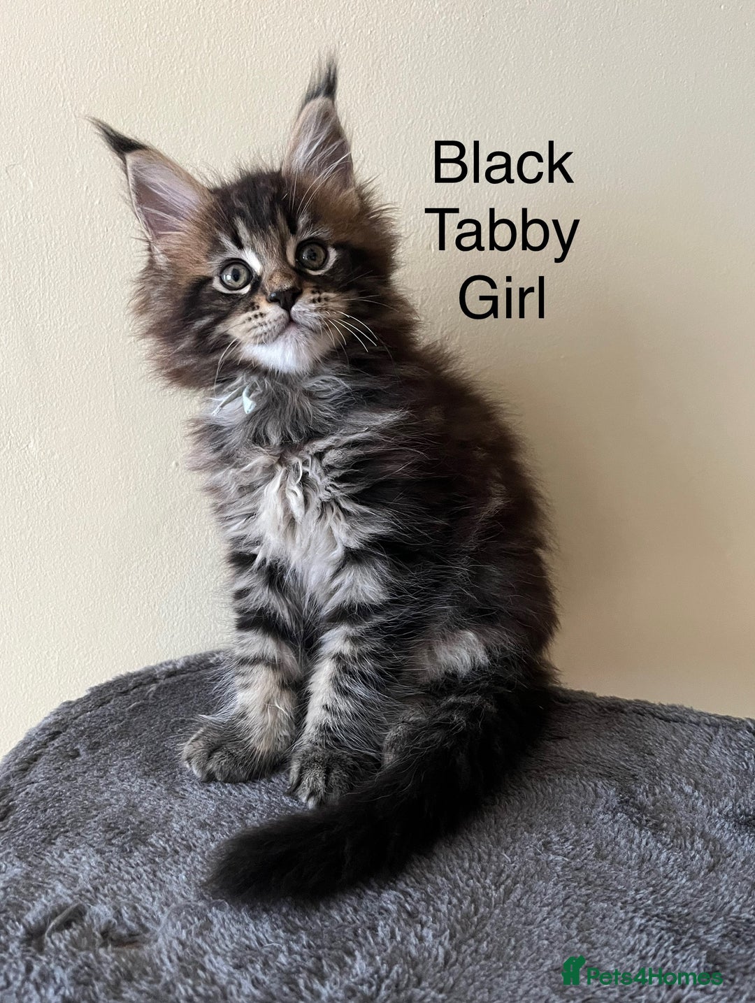 Maine Coon cats for sale: Pure Bred Maine Coon Kittens - Image 1