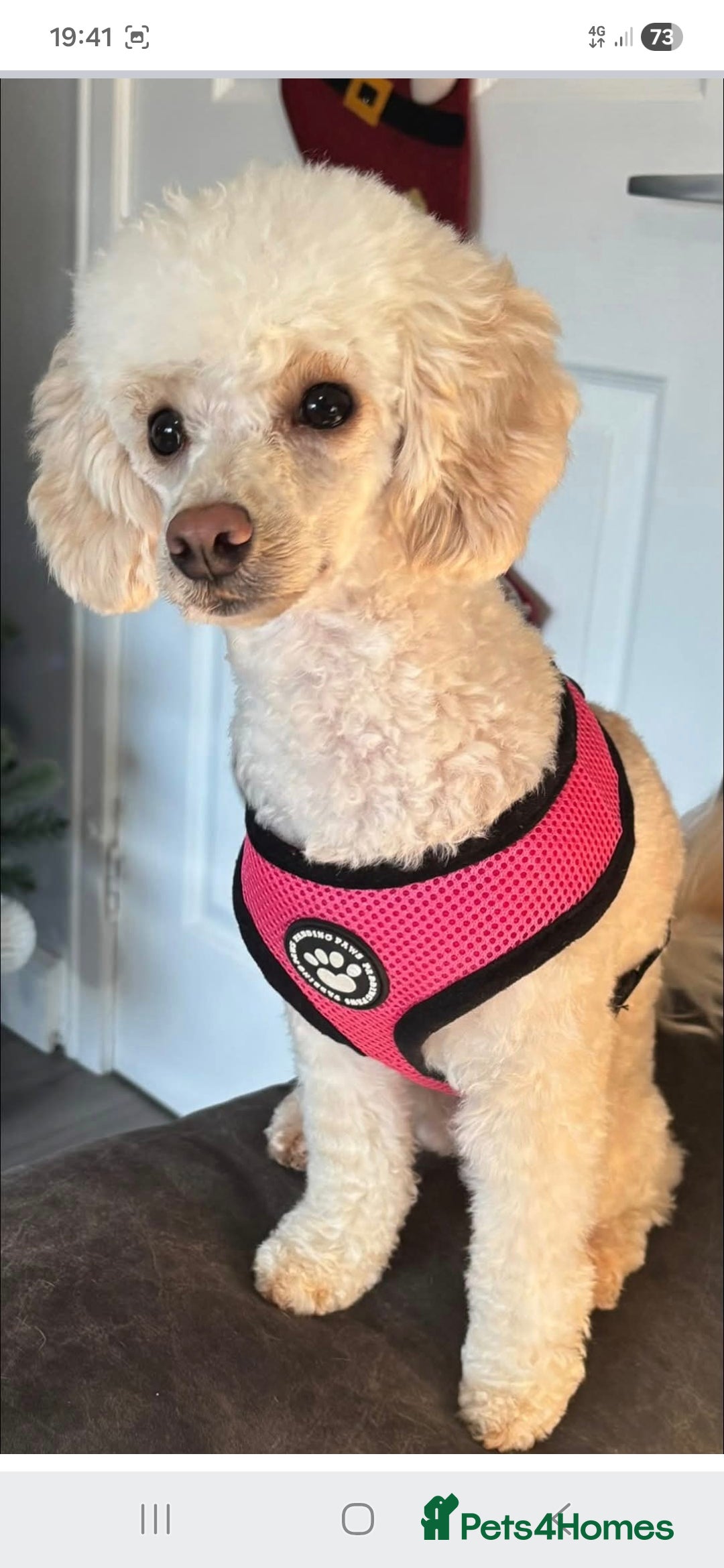 Toy Poodle dogs for sale: Toy Poodle Bitch 11 Months Old  - Advert 2