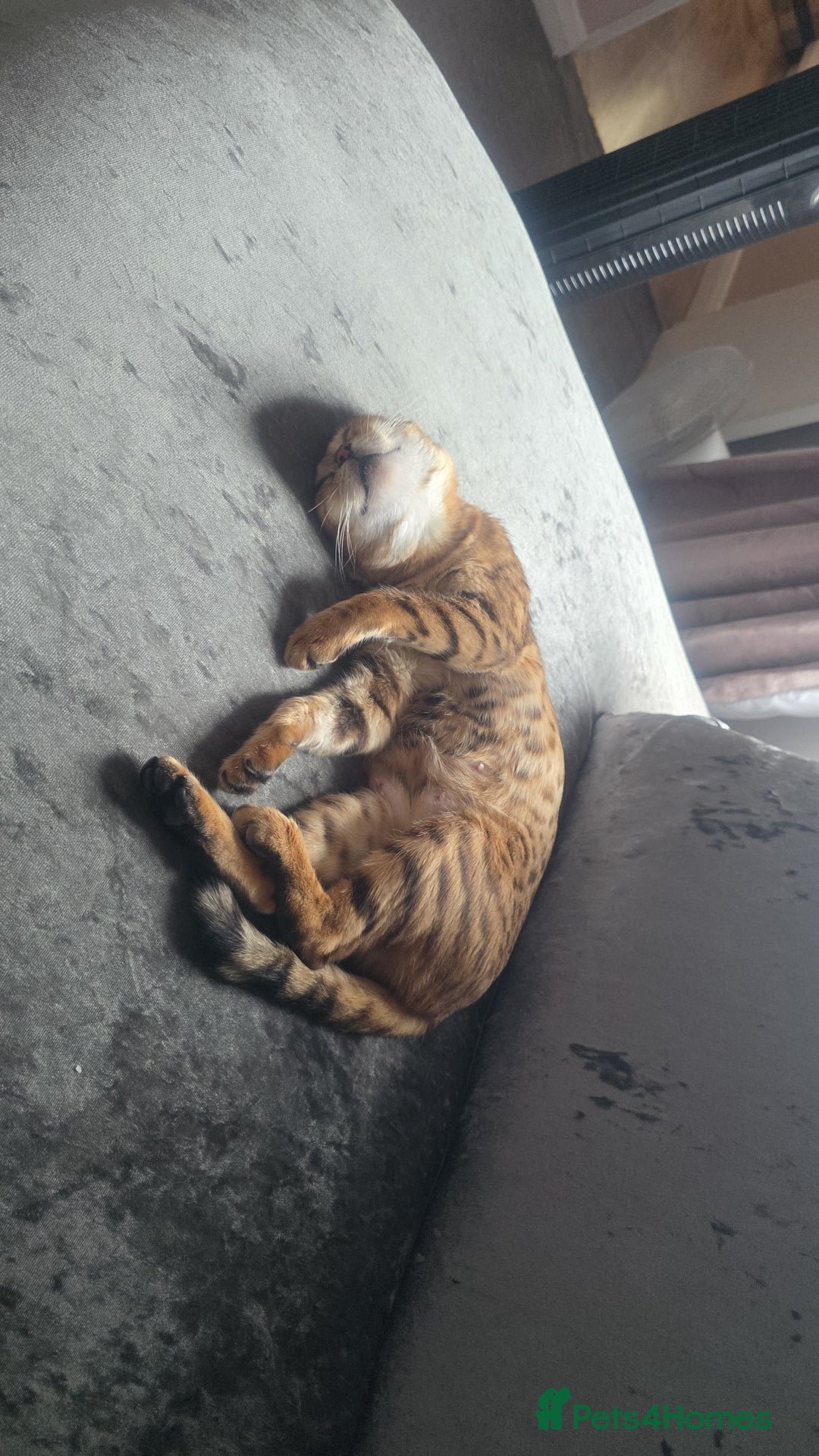 Bengal cats for sale: Stunning bengal female cat 1 year old 🐈  - Image 6