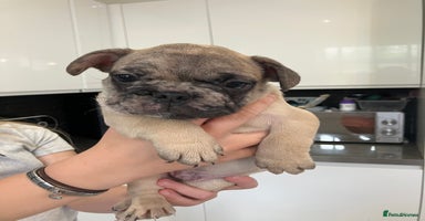 French Bulldog dogs - Advert 1
