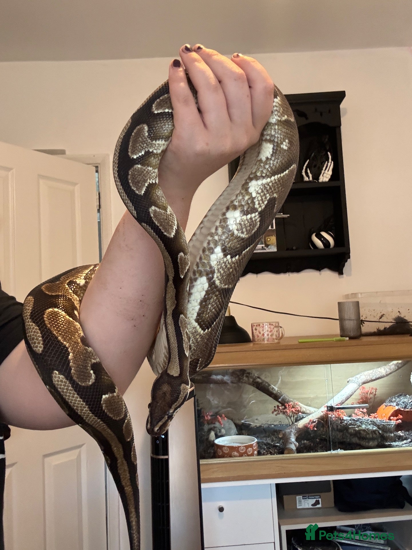 Python Snake reptiles beautiful female royal python  - Advert 1