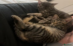 Mixed Breed cats for sale: Adorable Black🐈‍⬛ and Tabby🐈kittens😍 both £200 in Waltham Cross - Image 2