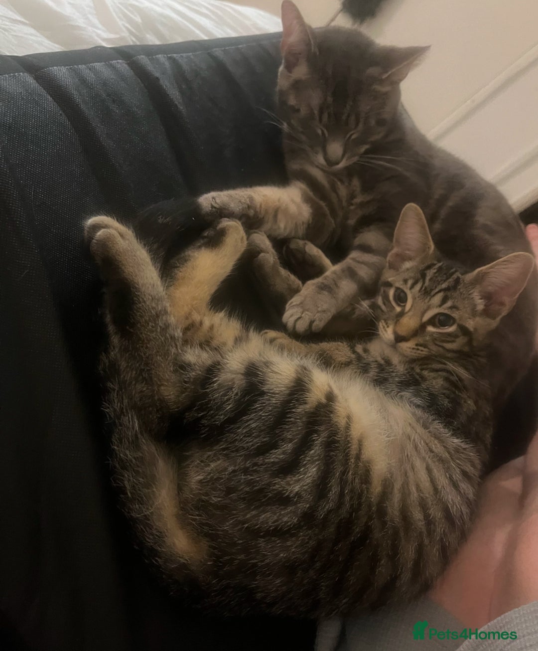 Mixed Breed cats for sale: Adorable Black🐈‍⬛ and Tabby🐈kittens😍 both £200 in Waltham Cross - Image 2