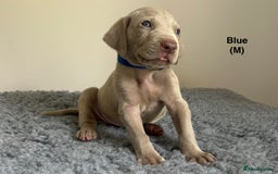 Weimaraner dogs for sale: Exceptional litter of Weimaraner puppies  - Image 17