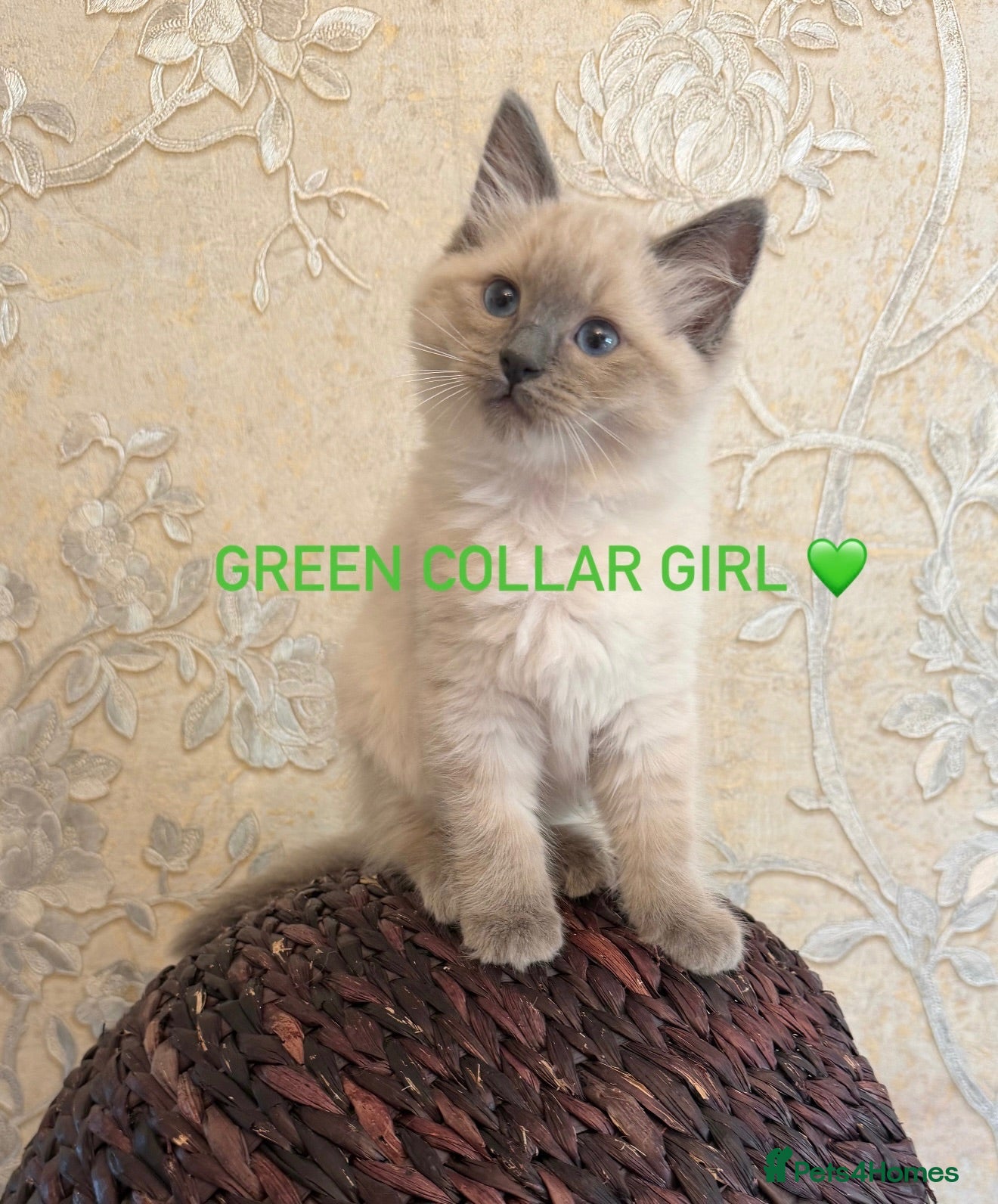 Ragdoll cats   1 BEAUTIFUL RAGDOLL GIRL LEFT  - Advert 6