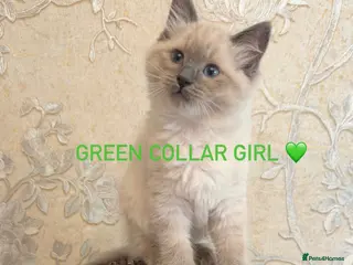 Ragdoll cats 1 BEAUTIFUL RAGDOLL GIRL LEFT - Advert 6