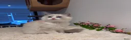 Ragdoll cats for sale: Beautiful TICA registered Ragdoll Kittens  - Advert 23