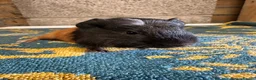 Guinea Pig rodents for sale:  Male guinea pigs for sale  - Advert 5