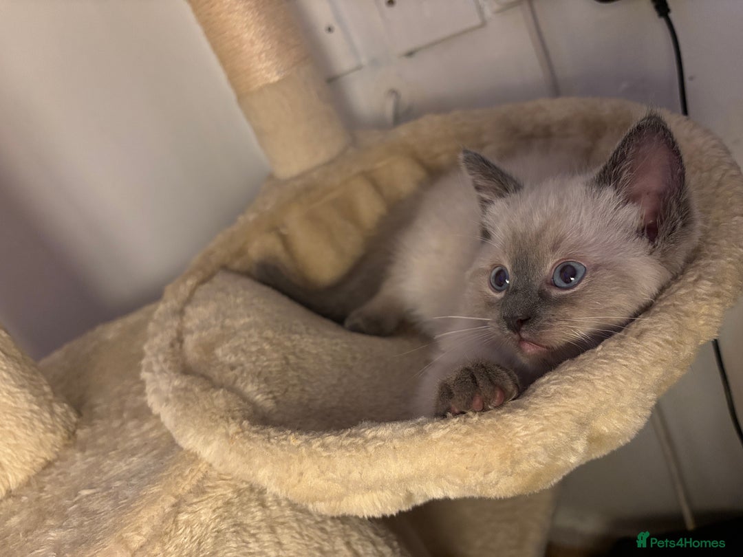 Ragdoll cats for sale: Female ragdoll kitten  - Advert 4