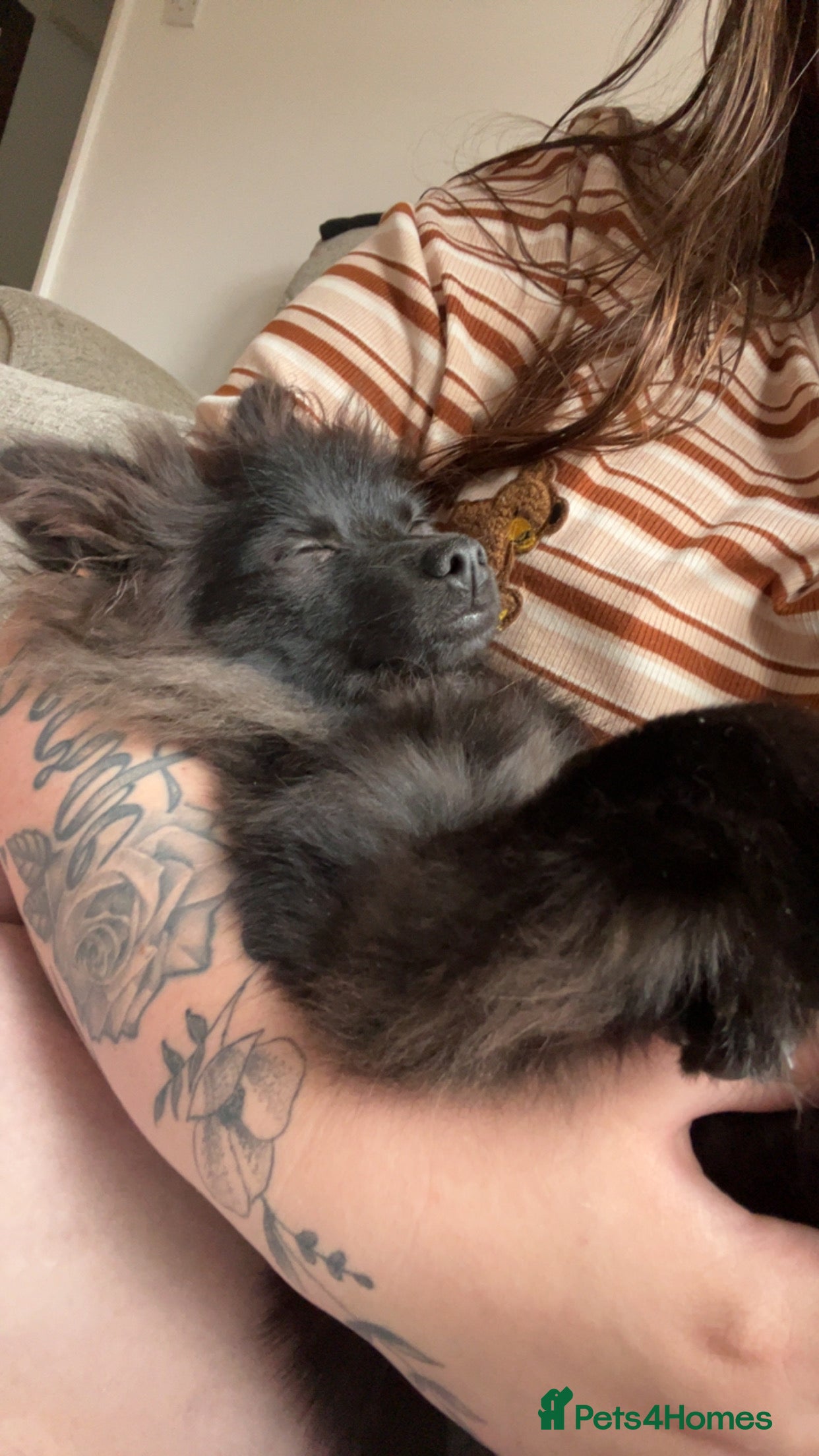 Pomeranian dogs Pomeranian looking for new home  - Advert 2