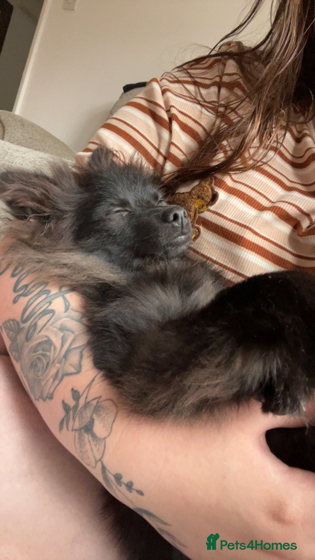 Pomeranian dogs for sale: Pomeranian looking for new home  - Advert 1