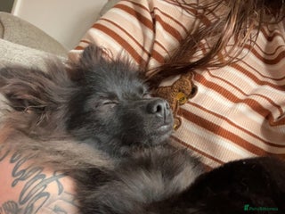 Pomeranian dogs Pomeranian looking for new home - Advert 16