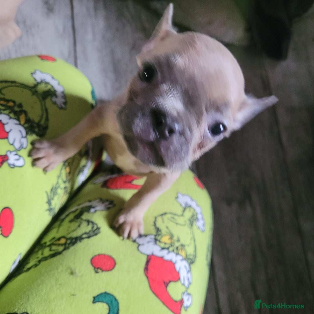 French Bulldog dogs for sale: Frenchy  - Image 11