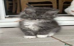 Maine Coon cats for sale: MAINE COON KITTENS SOME POLYDACTYL  - Image 19