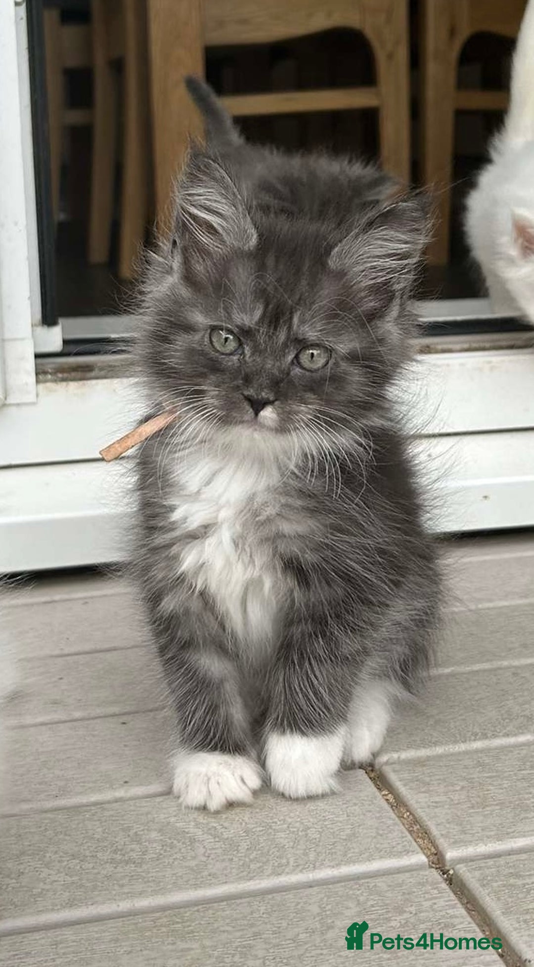 Maine Coon cats for sale: MAINE COON KITTENS SOME POLYDACTYL  - Image 19