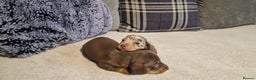 Miniature Dachshund dogs for sale: NICE PUPPPIES MINI DACHSHUND  - Advert 4