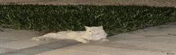 Mixed Breed cats for adoption: This is Cash - Advert 3