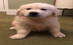 Golden Retriever dogs for sale: Chunky Golden Retriever pups with cream coats - Image 14