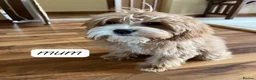 Cavapoo dogs for sale: Cavapoo puppies in Hyde - Advert 2