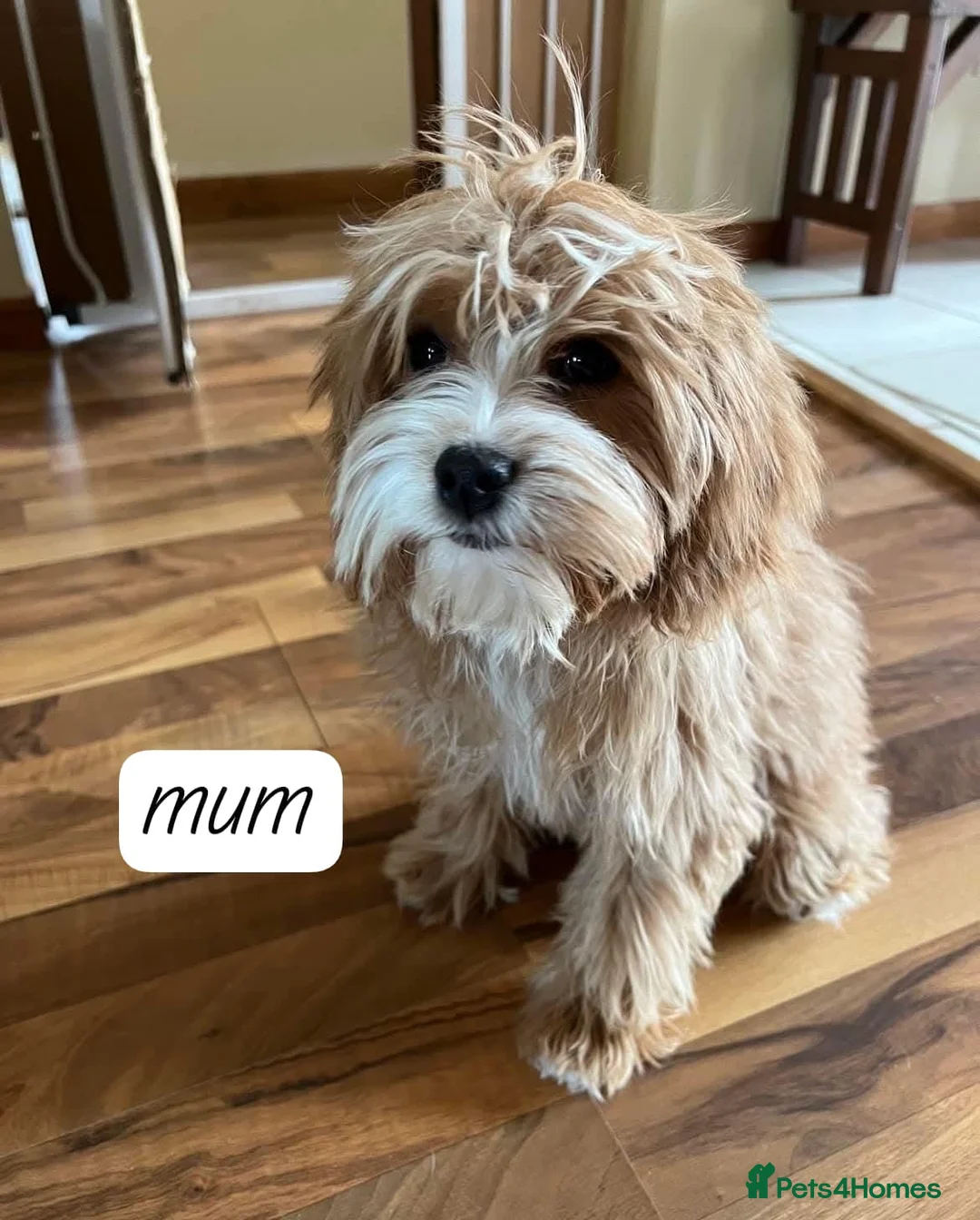 Cavapoo dogs for sale: Cavapoo puppies in Hyde - Advert 2