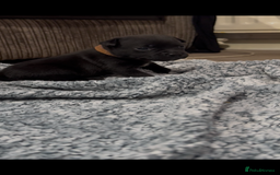 Staffordshire Bull Terrier dogs for sale: Staffys Puppies   25+ Champions ( Show Quality ) - Advert 26