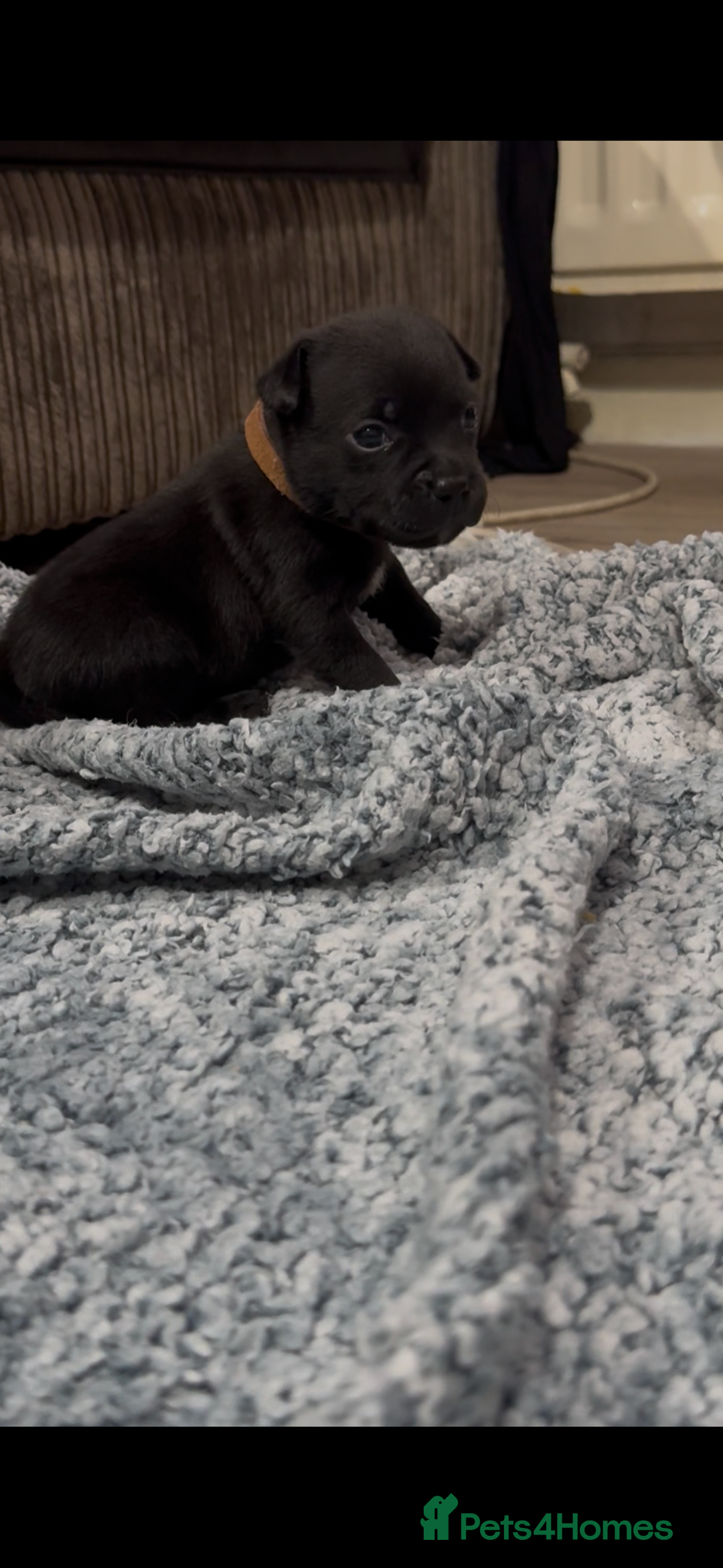 Staffordshire Bull Terrier dogs for sale: Staffys Puppies   25+ Champions ( Show Quality ) - Advert 26