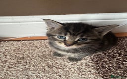 Mixed Breed cats for sale: 8 beautiful kittens (ready to go) - Image 5