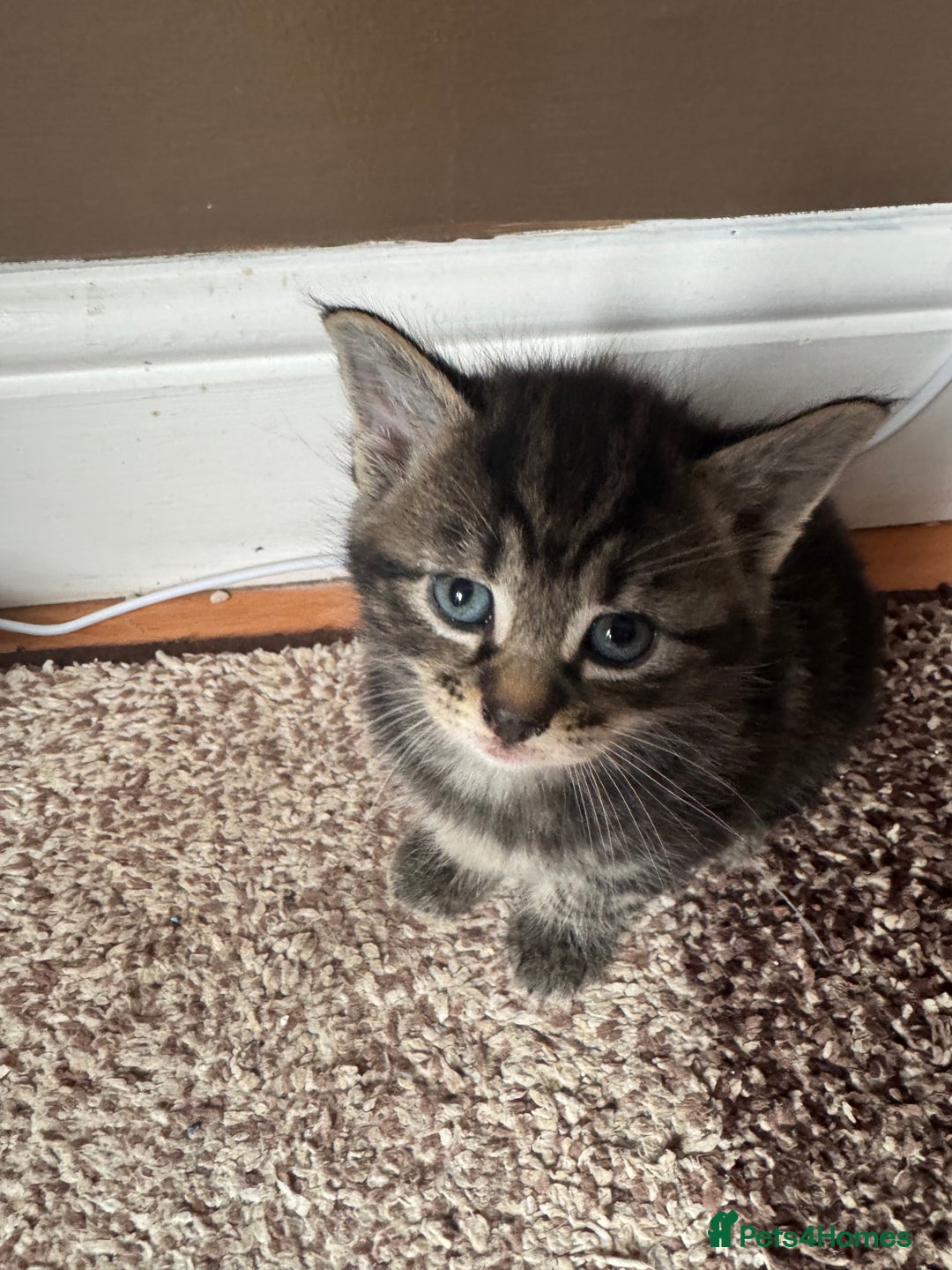 Mixed Breed cats for sale: 8 beautiful kittens (ready to go) - Image 5