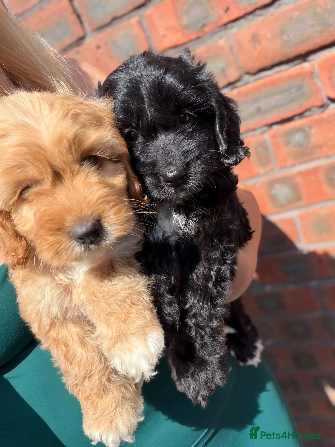 Cockapoo dogs for sale: Cockapoo 2 little girls ready new home 🏡 in Wigan - Advert 1