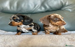 Miniature Dachshund dogs for sale: Miniature Dachshund puppies  - Image 13