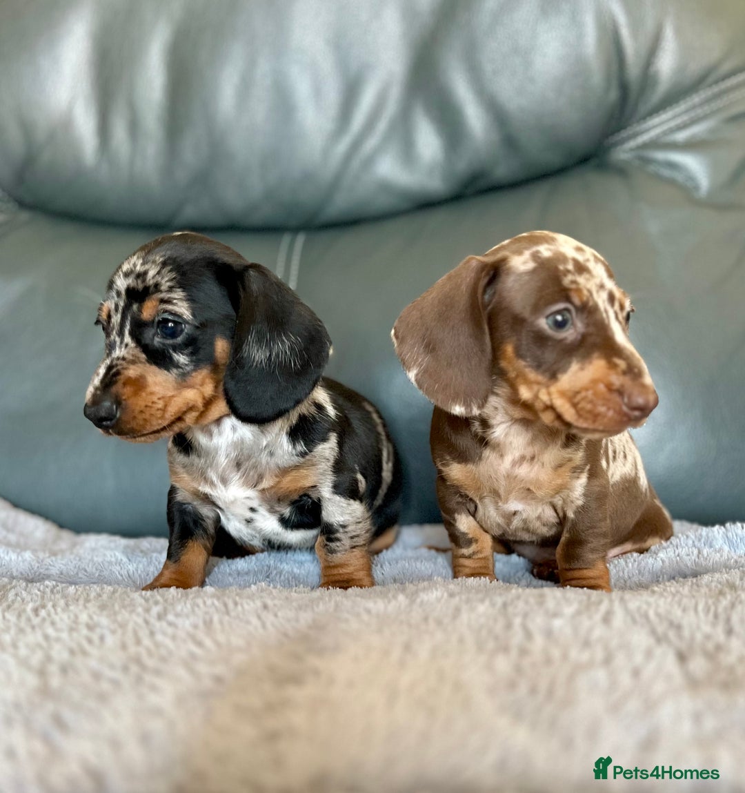 Miniature Dachshund dogs for sale: Miniature Dachshund puppies  - Image 13