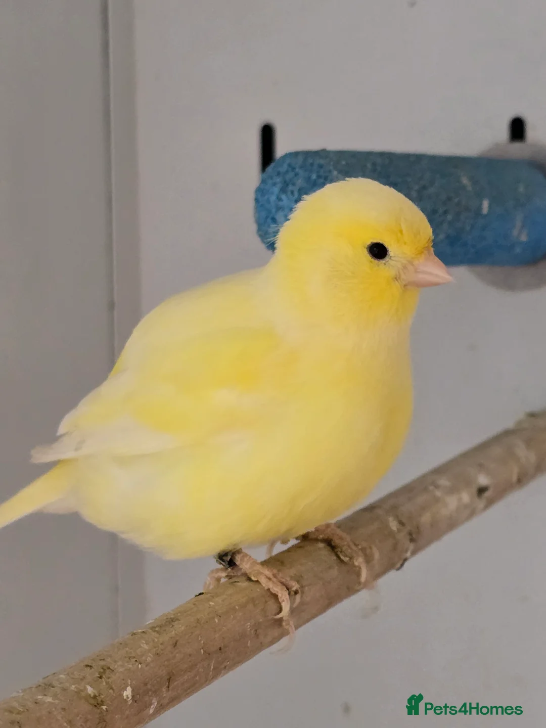 Canaries birds for sale: Stunning Fife & Gloster Canaries (pet or breeding) - Advert 4
