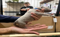 Mastiff dogs for sale: Neapolitan Mix - Image 15