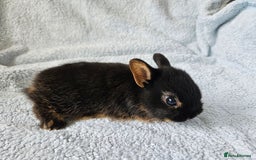 Netherland Dwarf rabbits for sale: Netherland dwarf bunnies  - Image 14